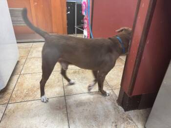 Connor -  Mixed Breed Dog for Adoption in Cincinnati, Ohio - Connor | PetCurious