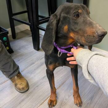 Black And Tan Coonhound Dogs Available for Adoption - Darla | PetCurious