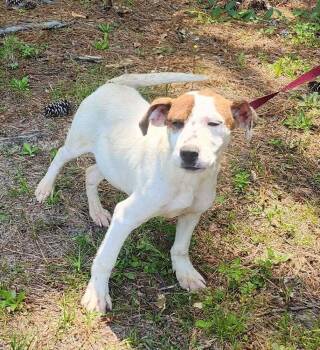 Hound and Terrier Dogs Available for Adoption in Silsbee, Texas - Finn B. | PetCurious