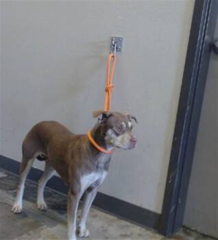 TILLIE -  Pit Bull Terrier and Mixed Breed Dog for Adoption in Ontario, California - TILLIE | PetCurious