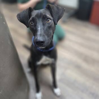 Rescue Whippet Dogs for Adoption in Incline Village, Nevada - Starlight | PetCurious