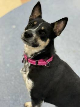 Iris (FOSTERED LOCALLY) -  Australian Cattle Dog Blue Heeler Dog for Adoption in Leverett, Massachusetts - Iris (FOSTERED LOCALLY) | PetCurious