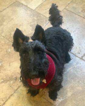 Luke -  Scottish Terrier Dog for Adoption in The Woodlands, Texas - Luke | PetCurious