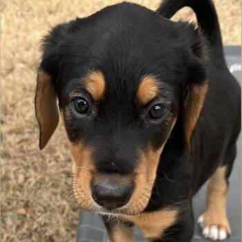 Hound Dogs Available for Adoption - Bunny | PetCurious