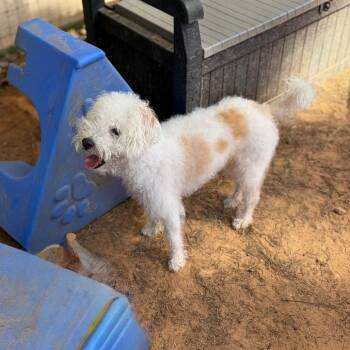 Charlie Bug -  Terrier Dog for Adoption in Houston, Texas - Charlie Bug | PetCurious