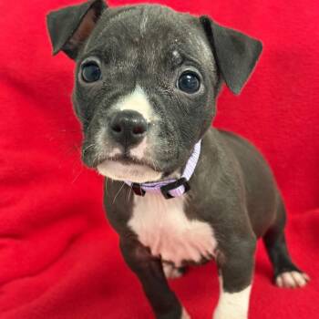 Chainey -  Pit Bull Terrier and Mixed Breed Dog for Adoption in St. Peters, Missouri - Chainey | PetCurious