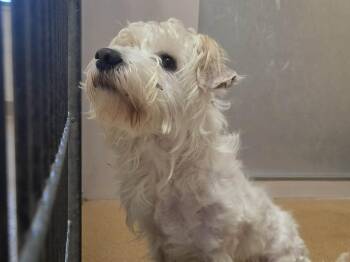 Terrier and Mixed Breed Dogs Available for Adoption - BONBON | PetCurious