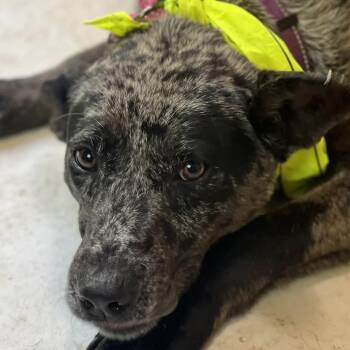 Catahoula Leopard Dog Dogs Available for Adoption in Niagara Falls, Ontario - Dalton (20260529-01) | PetCurious