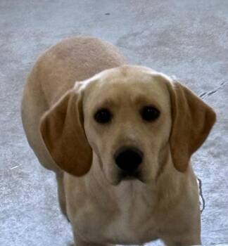 Basset Hound and Chihuahua Dogs Available for Adoption - Biscuit* | PetCurious