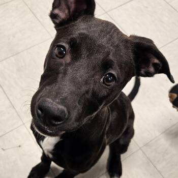 Maisie -  Pit Bull Terrier Dog for Adoption in The Dalles, Oregon - Maisie | PetCurious