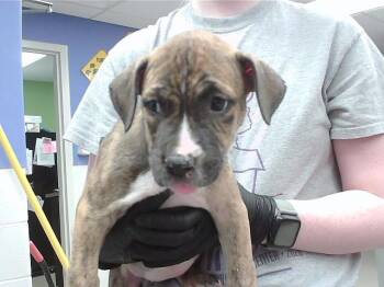 MERCEDEZ BENZ -  Boxer and Mixed Breed Dog for Adoption in Omaha, Nebraska - MERCEDEZ BENZ | PetCurious