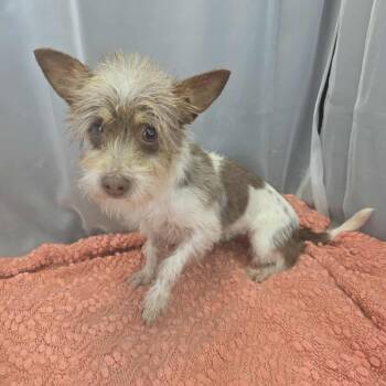 Chihuahua Dogs Available for Adoption in Foley, Alabama - Juno | PetCurious