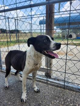 Spoc -  Pit Bull Terrier Dog for Adoption in Brownwood, Texas - Spoc | PetCurious