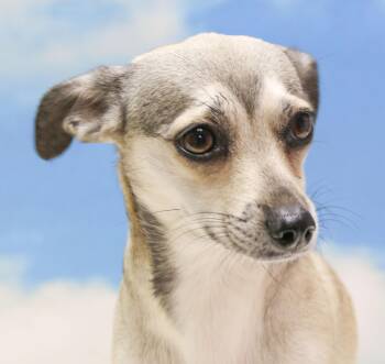 Rescue Chihuahua Dogs for Adoption in Casa Grande, Arizona - Tramp | PetCurious