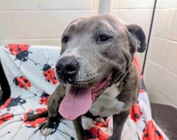 Melina -  Pit Bull Terrier Dog for Adoption in Williamsport, Pennsylvania - Melina | PetCurious