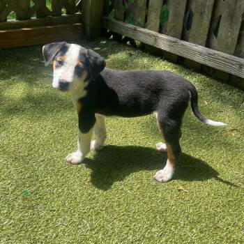 Meg -  Mixed Breed Dog for Adoption in Hampton Bays, New York - Meg | PetCurious