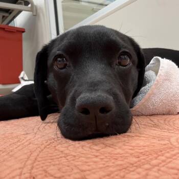 Sidney -  Retriever Dog for Adoption in Bradenton, Florida - Sidney | PetCurious
