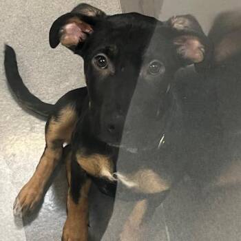 German Shepherd Dog Dogs Available for Adoption - Odessa | PetCurious