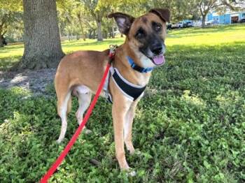 Rollo -  Mixed Breed Dog for Adoption in Vero Beach, Florida - Rollo | PetCurious