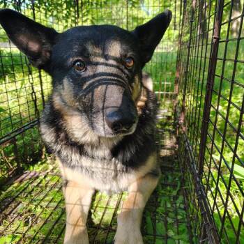 CSAS-Stray-866 -  German Shepherd Dog Dog for Adoption in Springtown, Texas - CSAS-Stray-866 | PetCurious