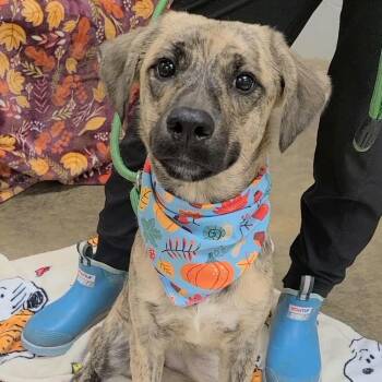 Tiramisu -  Mixed Breed Dog for Adoption in Woolwich, Maine - Tiramisu | PetCurious