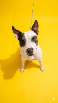BEAU -  Mixed Breed Dog for Adoption in Jacksonville, Florida - BEAU | PetCurious