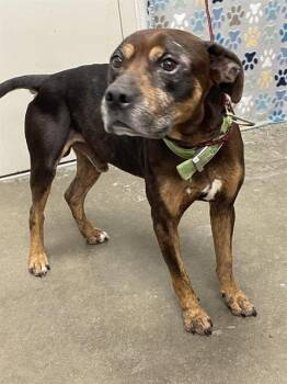 Pit Bull Terrier Dogs Available for Adoption in Rosenberg, Texas - OZZY | PetCurious