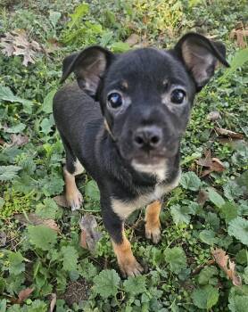 Rescue Chihuahua Dogs for Adoption in Dallas, Texas - Louie | PetCurious