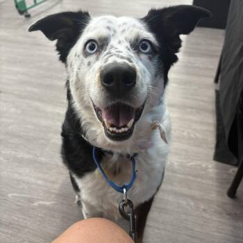 Australian Shepherd Dogs Available for Adoption - Franny | PetCurious