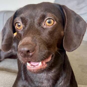 Dachshund Dogs Available for Adoption in Bradenton, Florida - Oakley | PetCurious