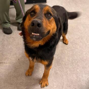 Max Milly -  German Shepherd Dog and Bernese Mountain Dog Dog for Adoption in Philadelphia, Pennsylvania - Max Milly | PetCurious