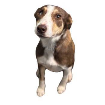 Petra -  Border Collie Dog for Adoption in Sunnyvale, California - Petra | PetCurious
