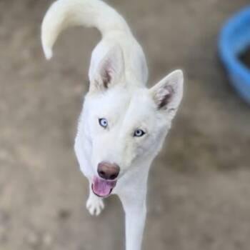 Kelly -  Husky and None Dog for Adoption in Reno, Nevada - Kelly | PetCurious