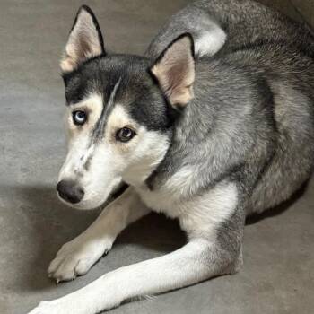HSOY-Stray-130644 -  Husky Dog for Adoption in Yuma, Arizona - HSOY-Stray-130644 | PetCurious