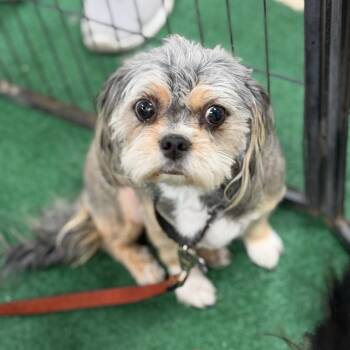 Matilda -  Shih Tzu and Mixed Breed Dog for Adoption in Phoenix, Arizona - Matilda | PetCurious