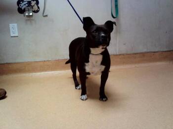 DUCHESS -  Pit Bull Terrier and Mixed Breed Dog for Adoption in Martinez, California - DUCHESS | PetCurious