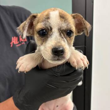 Cocita -  Chihuahua and Mixed Breed Dog for Adoption in Abilene, Texas - Cocita | PetCurious