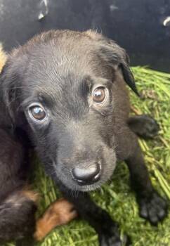 Labrador Retriever Dogs Available for Adoption in San Antonio, Texas - REY | PetCurious