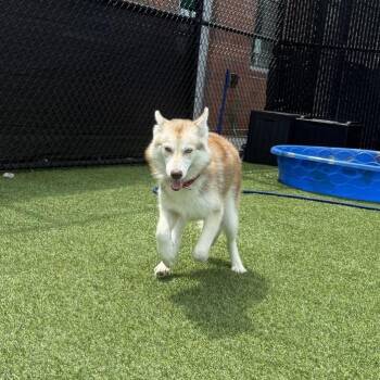 Ross -  Mixed Breed Dog for Adoption in Pittsburgh, Pennsylvania - Ross | PetCurious