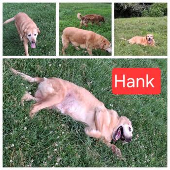 Rescue Yellow Labrador Retriever Dogs for Adoption in Chesapeake Beach, Maryland - Hank | PetCurious