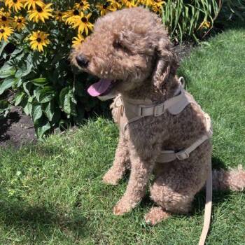 Indy -  Miniature Poodle Dog for Adoption in Courtice, Ontario - Indy | PetCurious