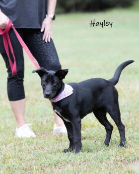 Hayley -  Shepherd Dog for Adoption in Watkinsville, Georgia - Hayley | PetCurious