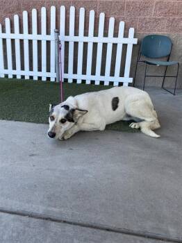 Siberian Husky and German Shepherd Dog Dogs Available for Adoption - A607915 | PetCurious