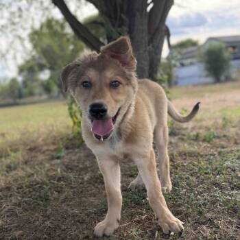 Poppy -  German Shepherd Dog Dog for Adoption in Pflugerville, Texas - Poppy | PetCurious