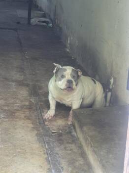 ROX -  American Staffordshire Terrier Dog for Adoption in San Antonio, Texas - ROX | PetCurious