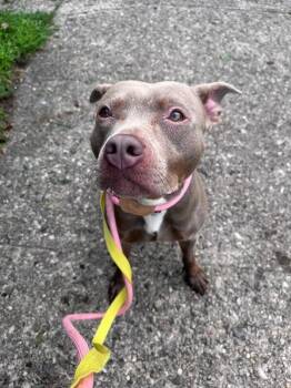Lainey -  Mixed Breed Dog for Adoption in Cincinnati, Ohio - Lainey | PetCurious