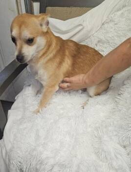 Milo -  Chihuahua and Mixed Breed Dog for Adoption in Hobart, Indiana - Milo | PetCurious