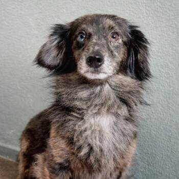 Dachshund and Australian Shepherd Dogs Available for Adoption in Baton Rouge, Louisiana - Frack | PetCurious