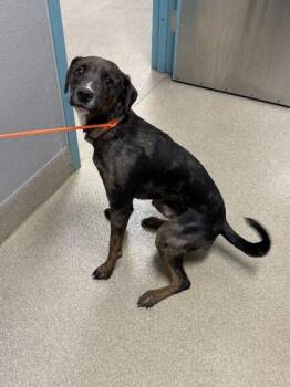 Rescue Catahoula Leopard Dog Dogs for Adoption in Las Vegas, Nevada - BLAZE | PetCurious