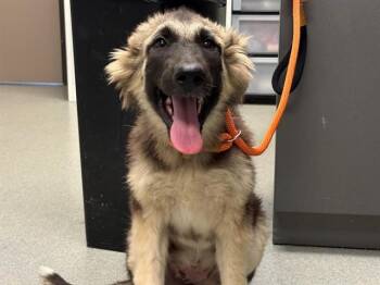 BEE - ADOPTION PENDING -  German Shepherd Dog and Mixed Breed Dog for Adoption in Ontario, California - BEE - ADOPTION PENDING | PetCurious